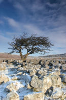 07-0909 Winter Hawthorn Tree, Scales Moor, Yorkshire Dales.
